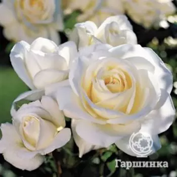 Роза Эдельвейс флорибунда, Imperial Rose