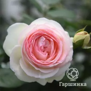 Роза Эден Роуз (Пьер Де Ронсар)