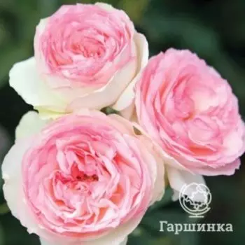 Роза Эден Роуз (Пьер Де Ронсар), Мейян