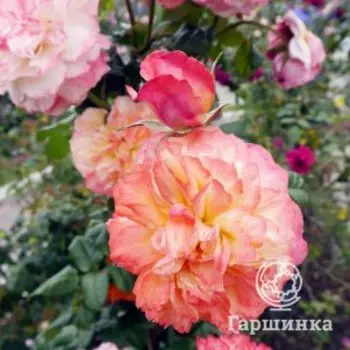 Роза Эдит, Питомник Розы Фокино
