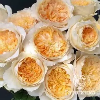 Роза Эффи, Питомник Розы Фокино