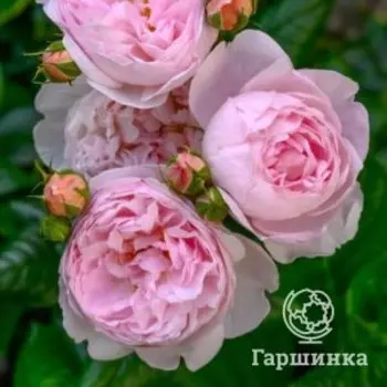 Роза Эглантин