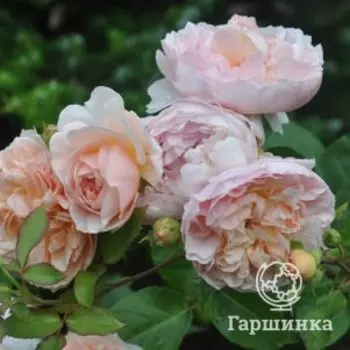 Роза Эглантин, Питомник роз Королева Роза