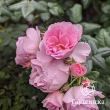 Роза Эйншент Маринер