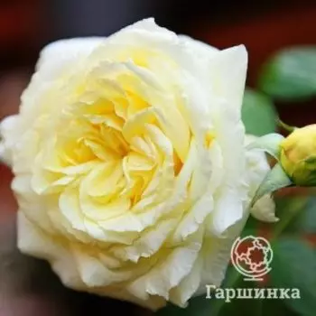 Роза Эльф плетистая