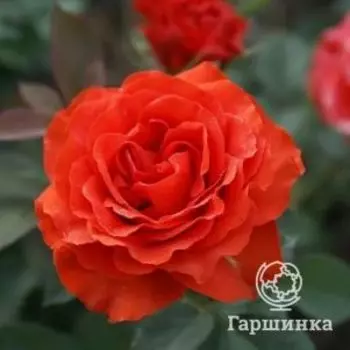Роза Эль Торо флорибунда, Питомник роз