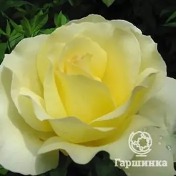 Роза Элина чайно-гибридная, Топалович