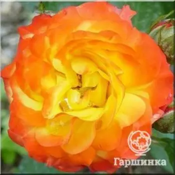 Роза Элисон флорибунда, Imperial Rose