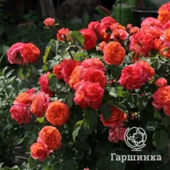 Роза Эмильен Гийо, Питомник Розы Фокино