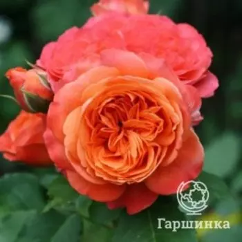 Роза Эмильен Гийо шраб