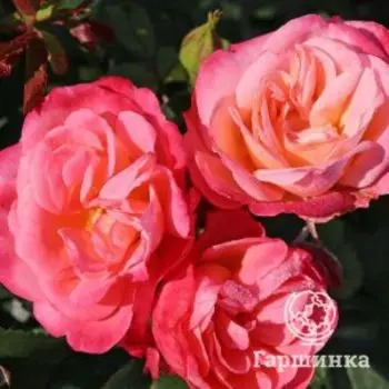 Роза Энджой флорибунда, Топалович