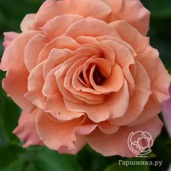 Роза Энн Хендерсон, Фрайер