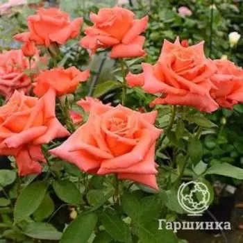 Роза Энн Вандерлав, НИРП