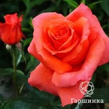Роза Энн Вэндерлав чайно-гибридная, Питомник роз Королева Роза