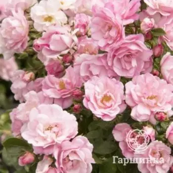 Роза Эппл Блоссом плетистая, Кордес