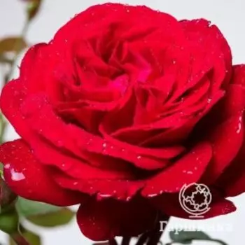 Роза Эрфордия флорибунда