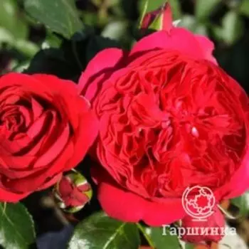 Роза Эрик Таберли