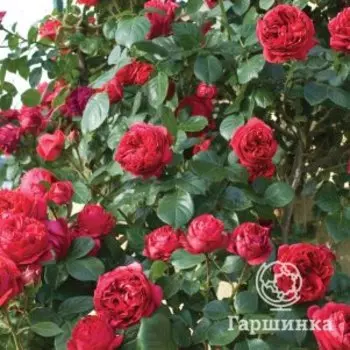 Роза Эрик Таберли, Питомник роз