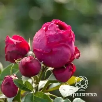 Роза Эрик Таберли шраб