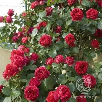 Роза Эрик Таберли плетистая, Топалович