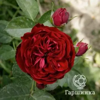 Роза Эротик Рококо