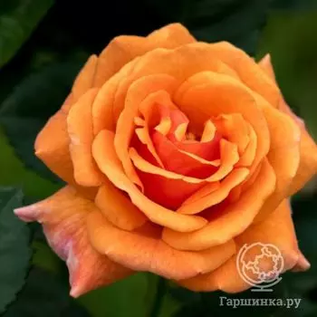 Роза Эрз флорибунда, Imperial Rose