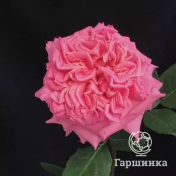 Роза Эшли чайно-гибридная, Воронежский питомник роз