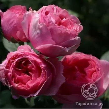 Роза Эскарт Видзигман, Дельбар