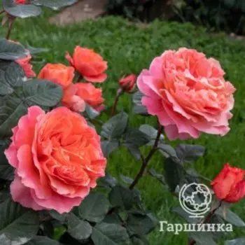 Роза Этруска чайно-гибридная