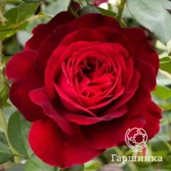 Роза Эттлборо