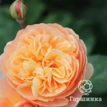 Роза Эвелин Уайлд