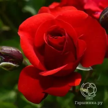 Роза Эвелин Висонт флорибунда, Imperial Rose