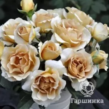 Роза Эвентайл д’Ор