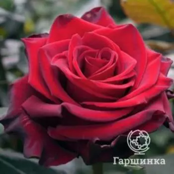 Роза Эксплорер, Питомник роз