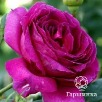 Роза Юрианда