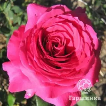 Роза Юрианда, Питомник роз