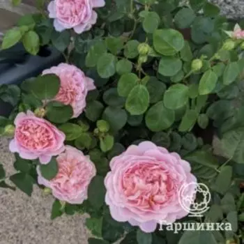 Роза Юстасия Вай