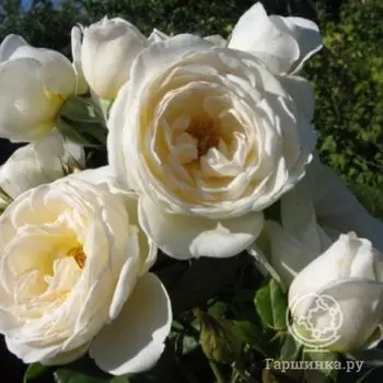 Роза Бланк плетистая