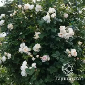 Роза Ютерсенер Клостеррозе плетистая, Топалович