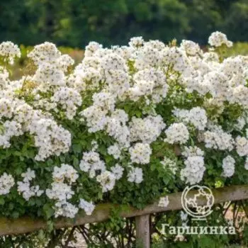 Роза Кью Гарденс, Д.Остин кустарниковая