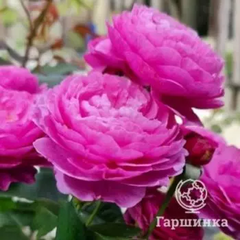 Роза Каффи Фассет флорибунда