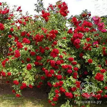 Роза Калонетта плетистая, Imperial Rose