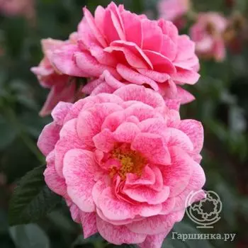 Роза Камелот плетистая, Тантау