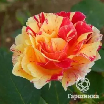 Роза Камиль Писсарро флорибунда, Топалович