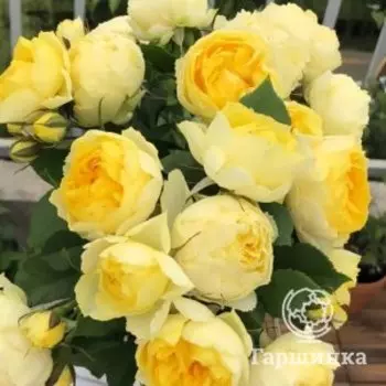 Роза Канары чайно-гибридная