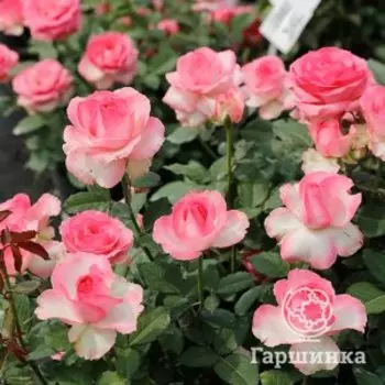 Роза Кэнди Аваланш чайно-гибридная