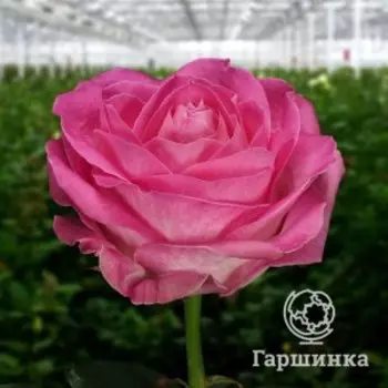 Роза Кэнди Аваланш, Питомник роз