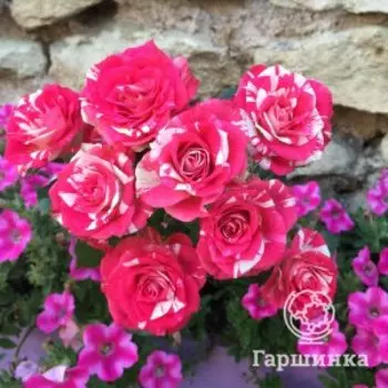 Роза Кэнди Лэнд, Питомник роз