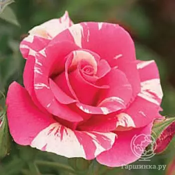 Роза Кэнди Лэнд плетистая, Викс