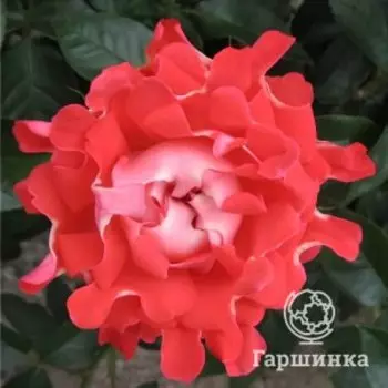 Роза Кэнди Раффлс